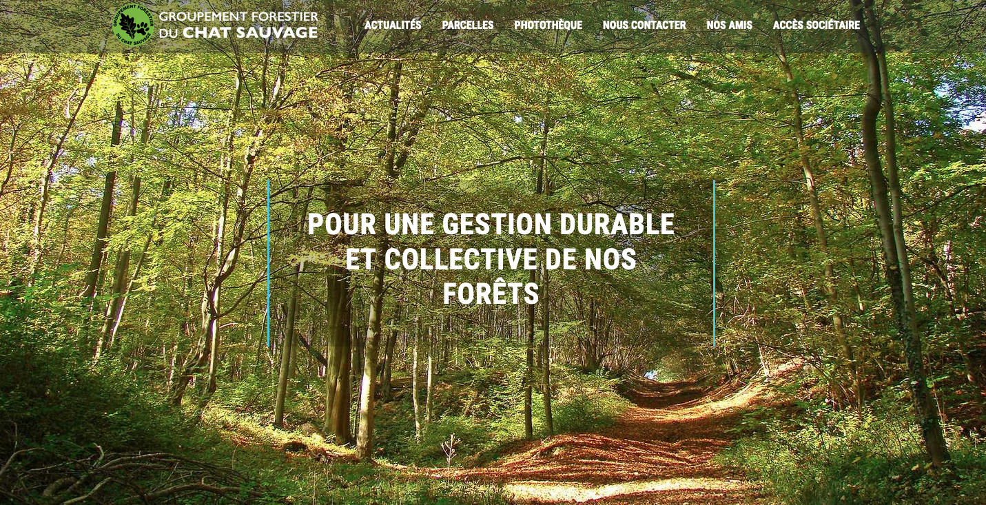 Le chat sauvage - groupement forestier