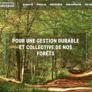 Le chat sauvage - groupement forestier